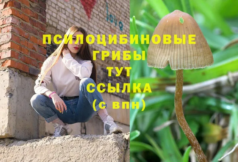 купить закладку  Бахчисарай  Галлюциногенные грибы MAGIC MUSHROOMS 